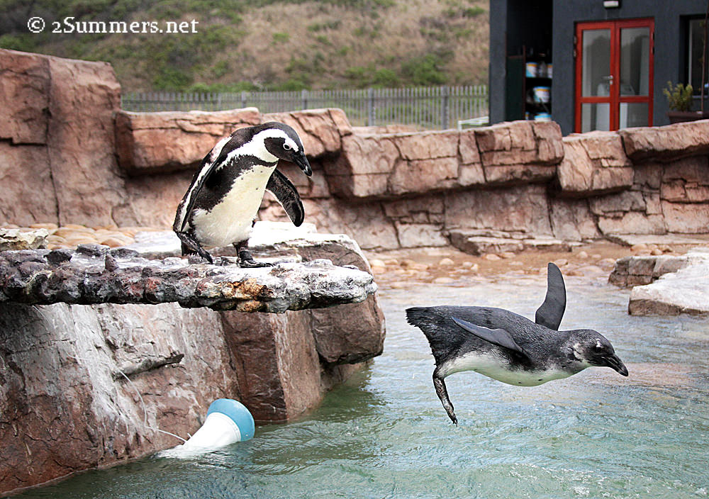 Penguin dive