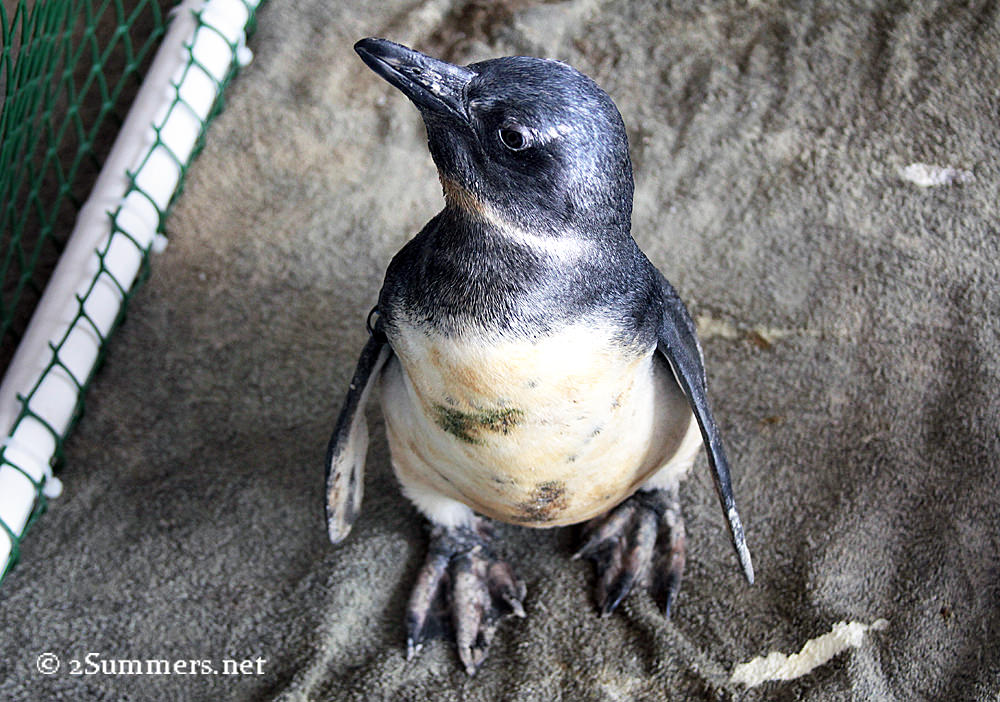 Penguin in pen