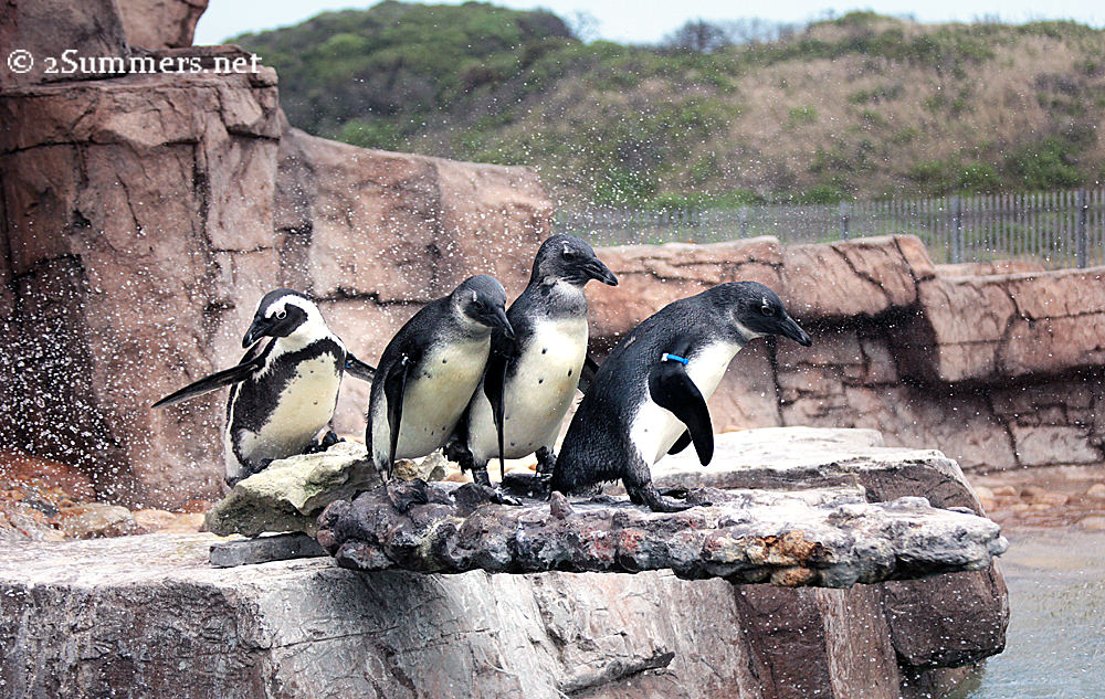 Penguin lineup