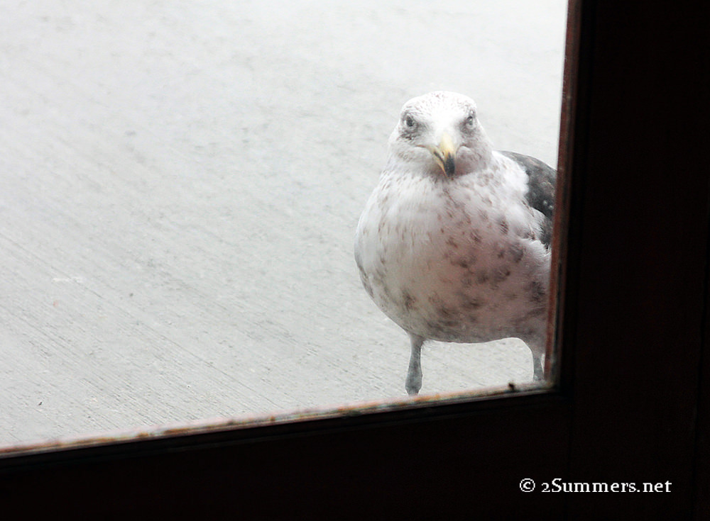 Seagull