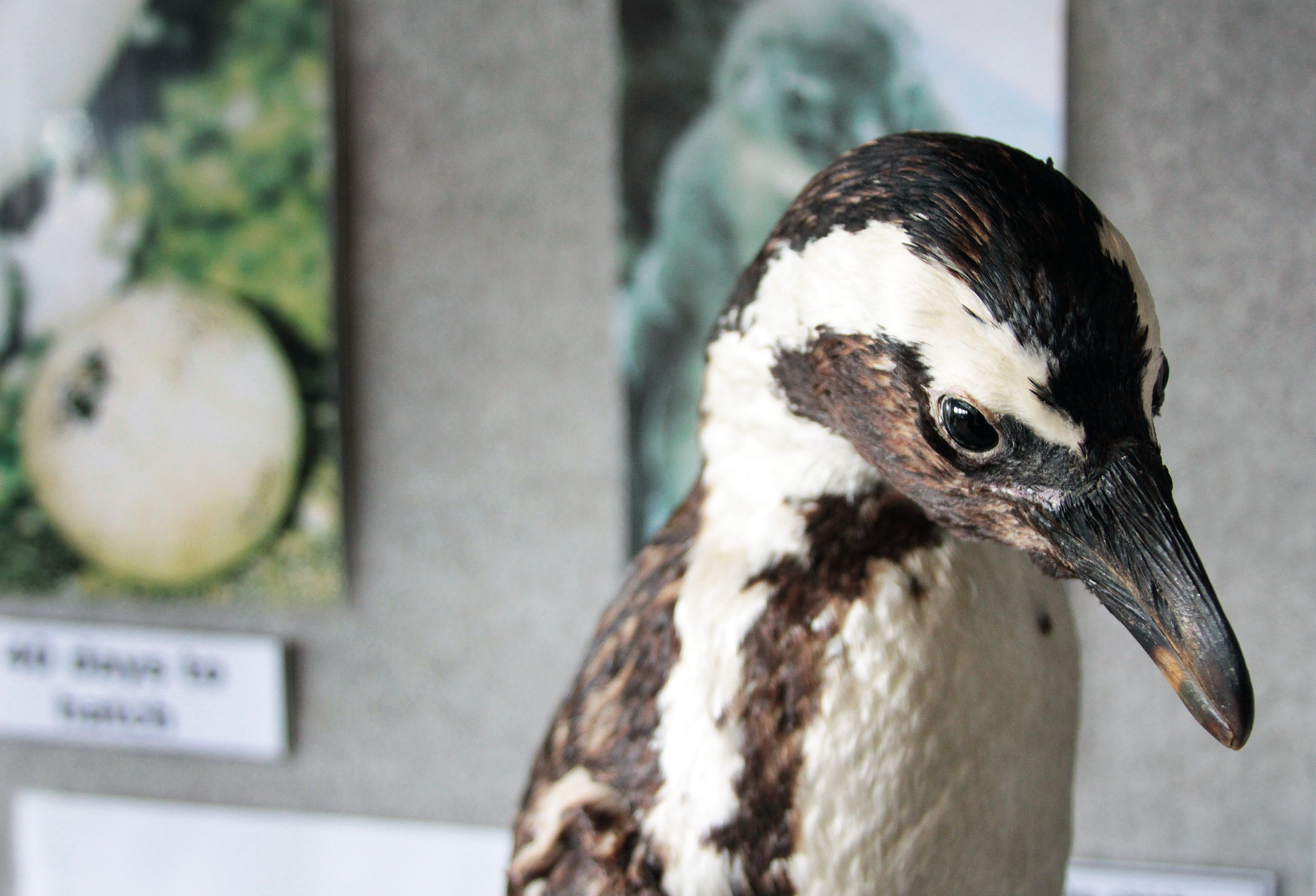 Stuffed penguin