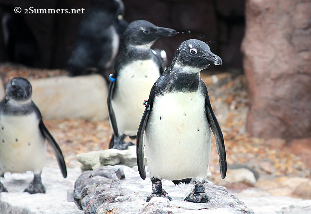 Three penguins