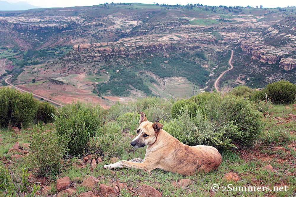 Basotho dog