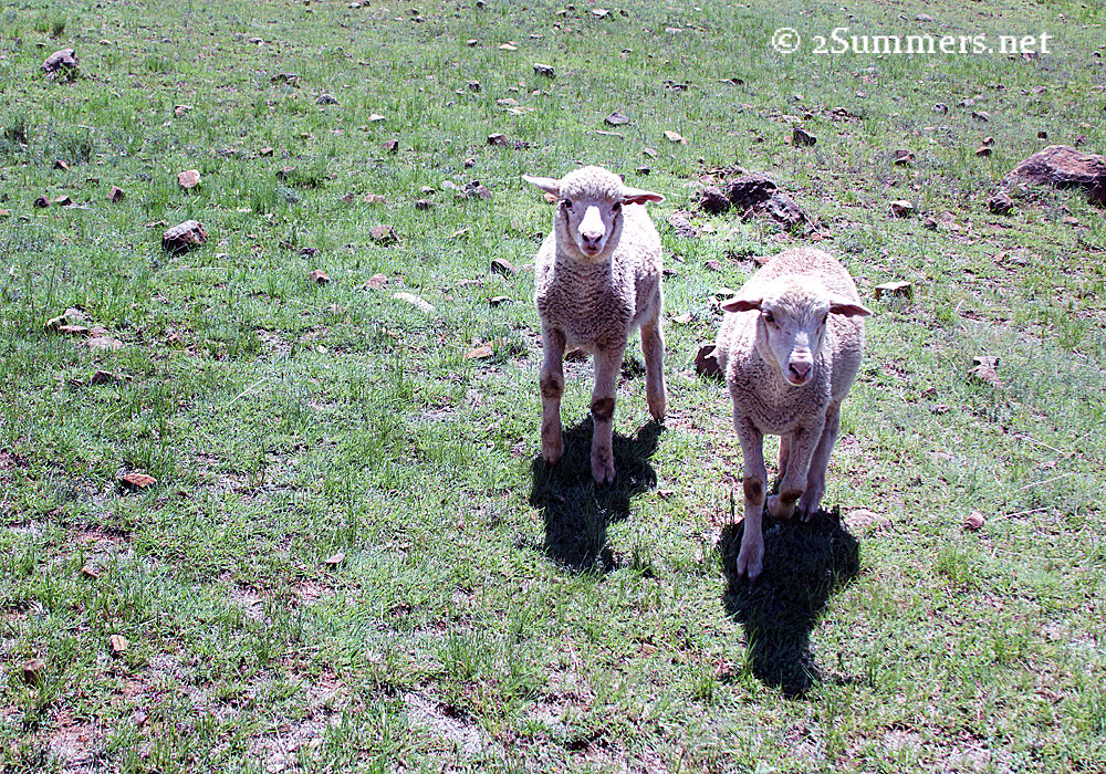 Lambs