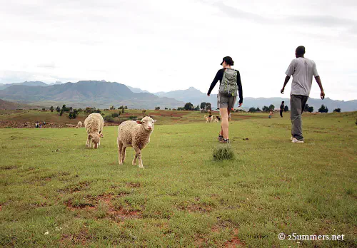 Michelle walking with sheep