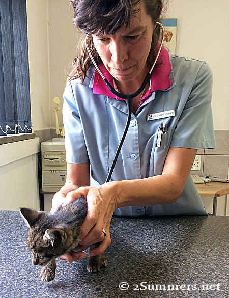 Fender at vet
