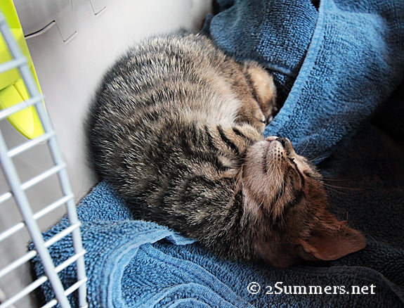 Fender sleeping