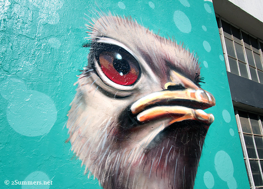 Ostrich