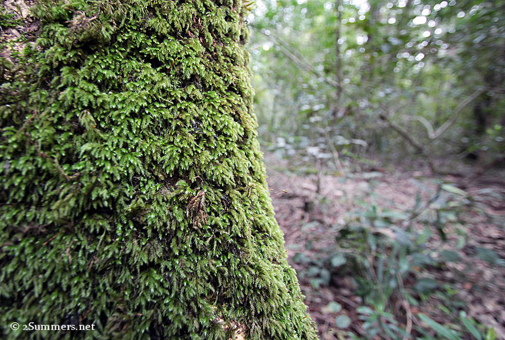 Knysna forest