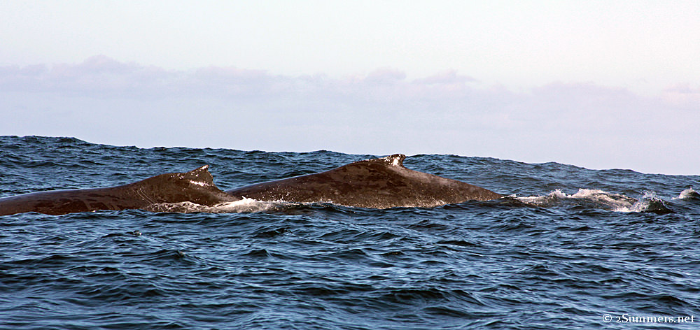 Whales