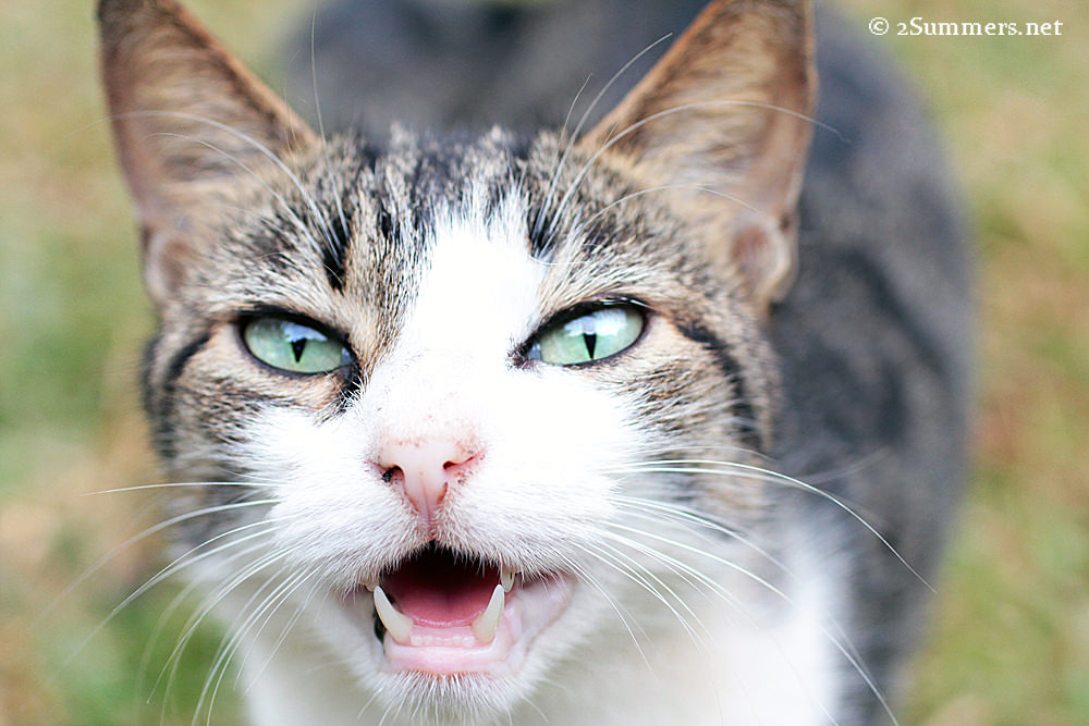 3points cat