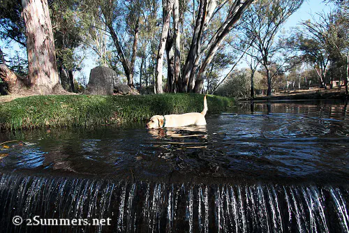 Parkmore dog