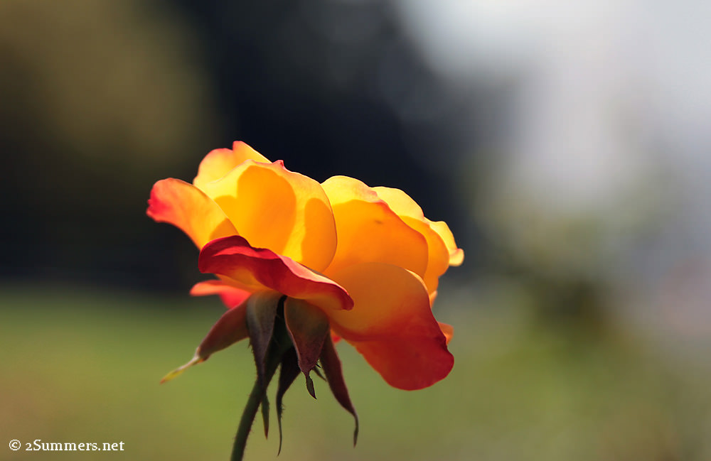 yellow rose