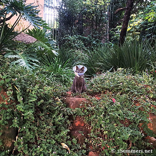 Conehead in garden