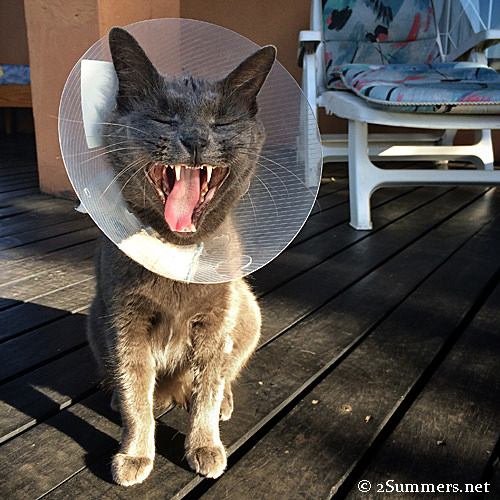 TMC in cone