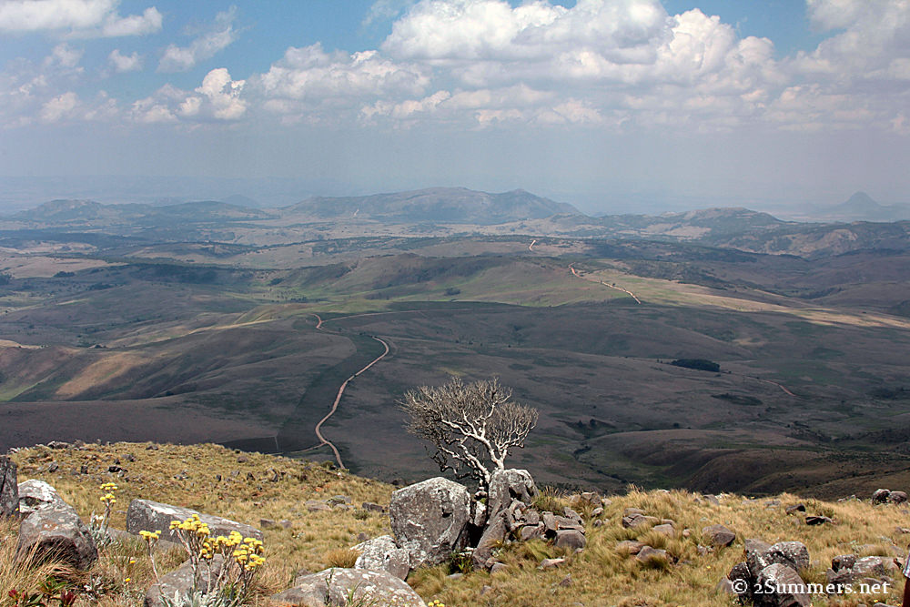 Nyangani tree