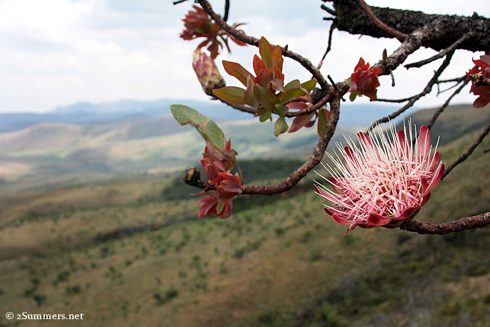 Protea