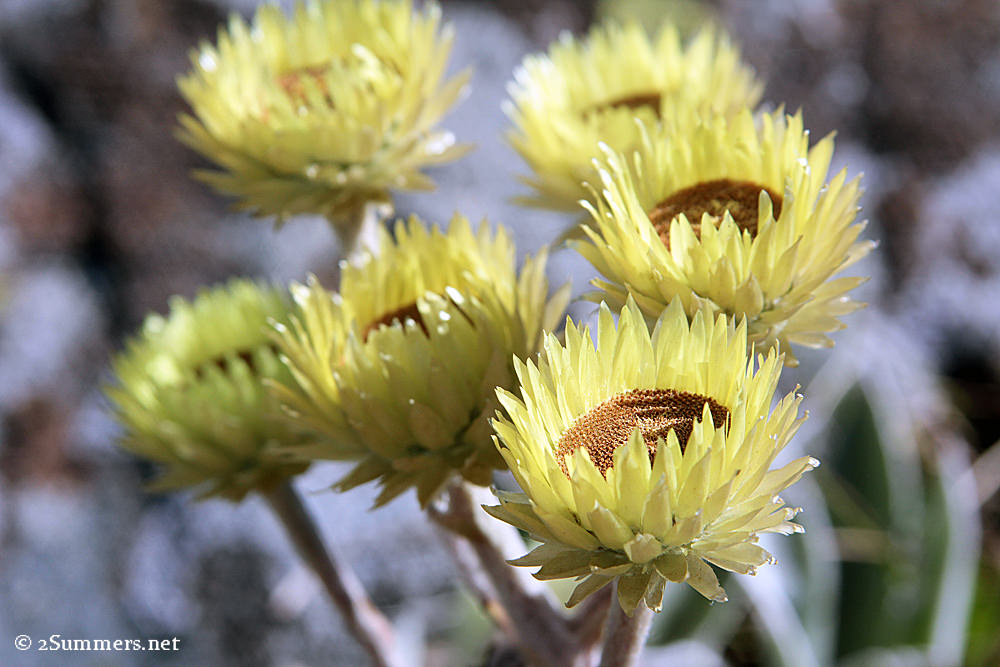 wildflowers