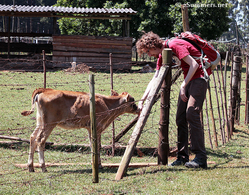Calf and Ray