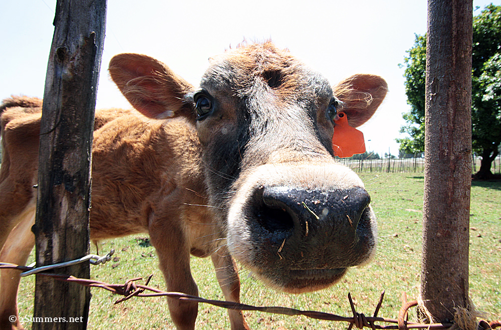 Calf nose