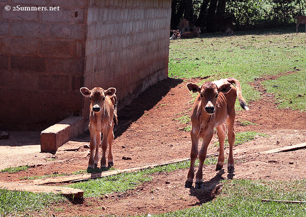 Calves