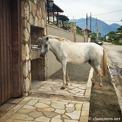 Horse