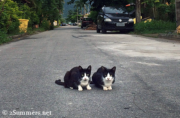 Two cats2