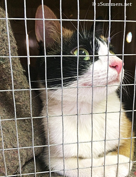 Tiger in crate