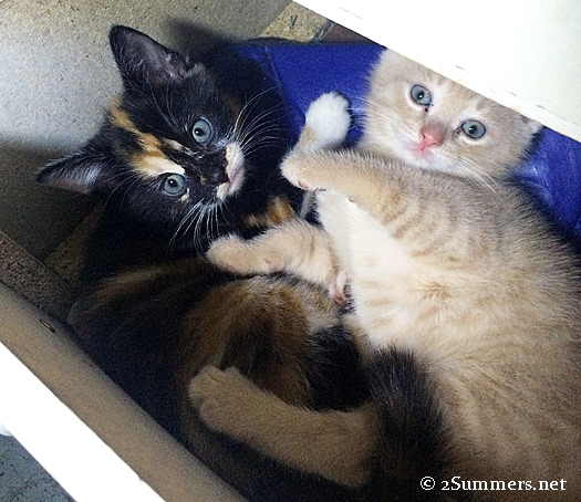 Tiger kittens