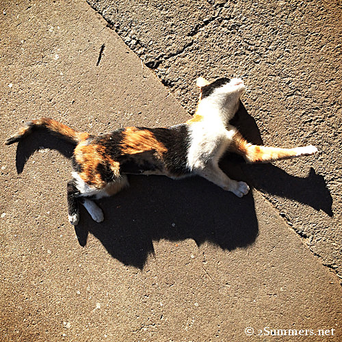 Tiger rolling