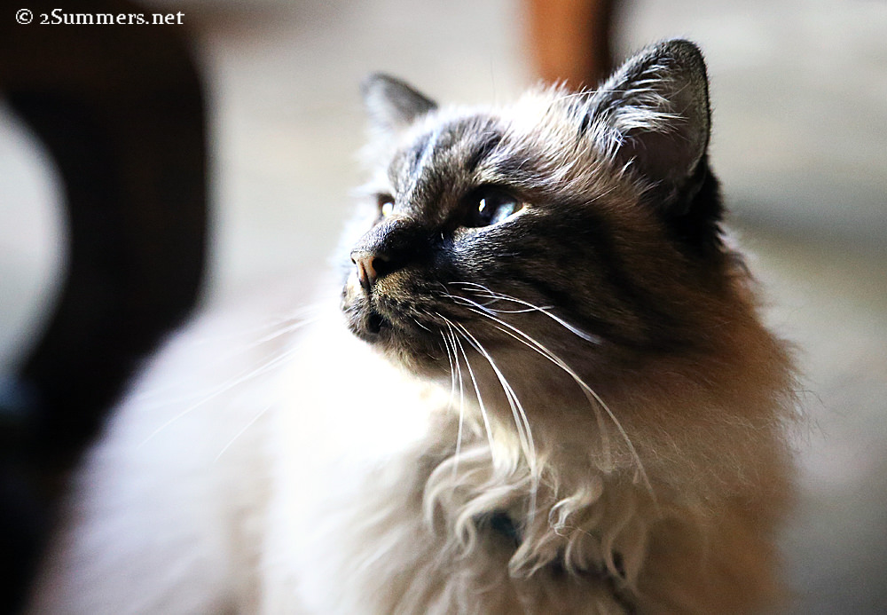 Figaro