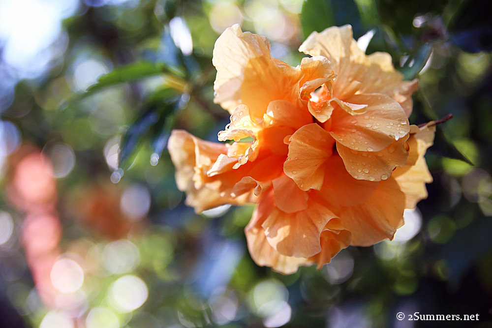 Hibiscus3