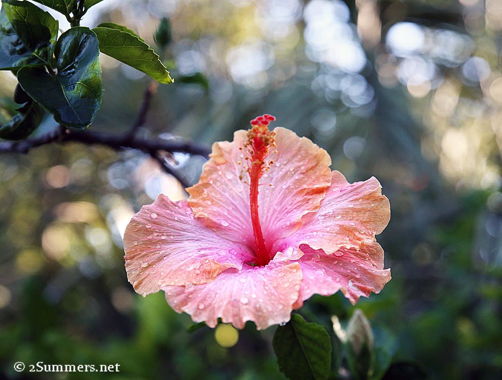 Hibiscus5