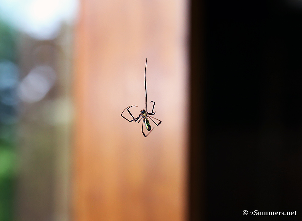 Spider