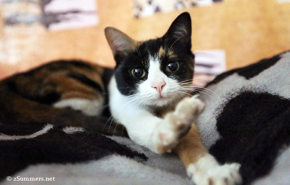 Hillbrow cat