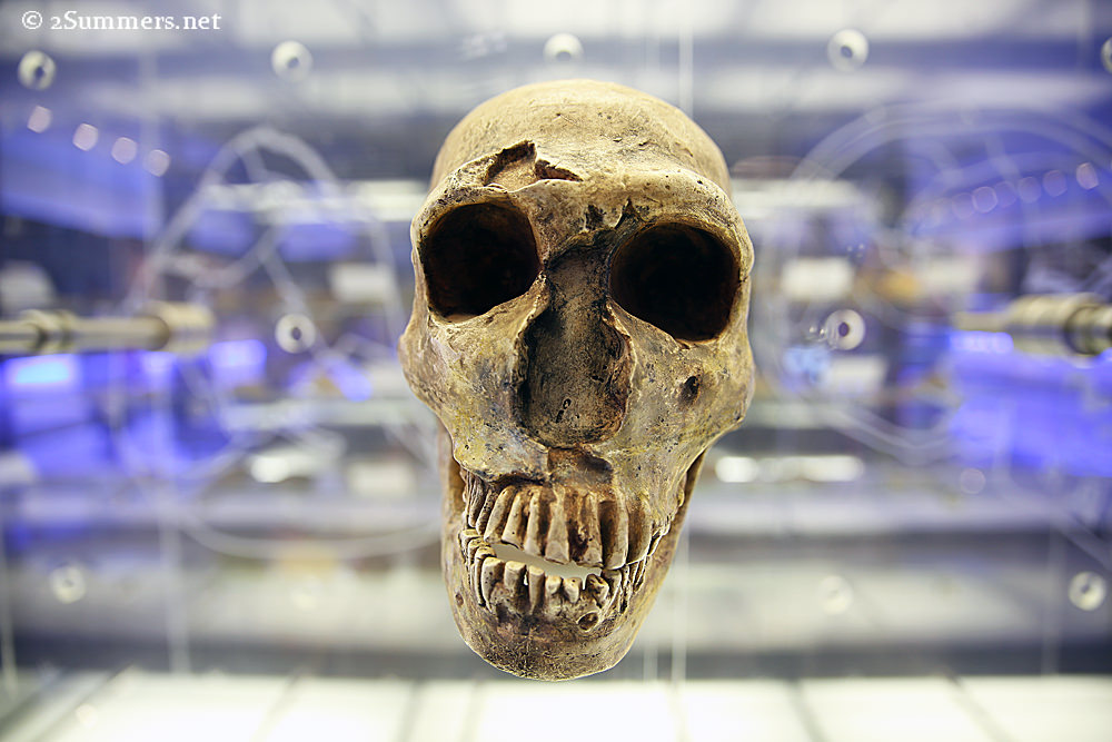 Sterk skull