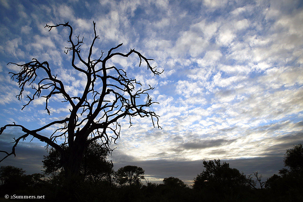 04Sunrise and tree