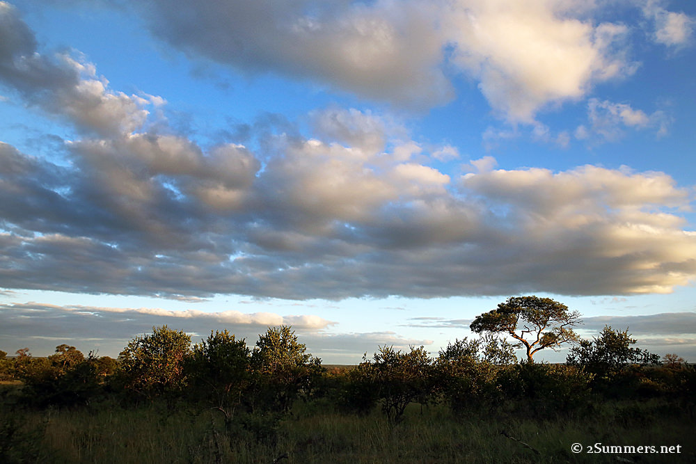 05Bush landscape