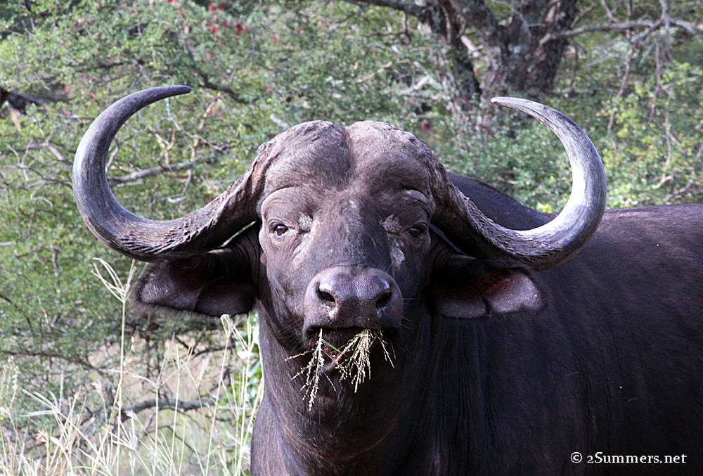 07Buffalo