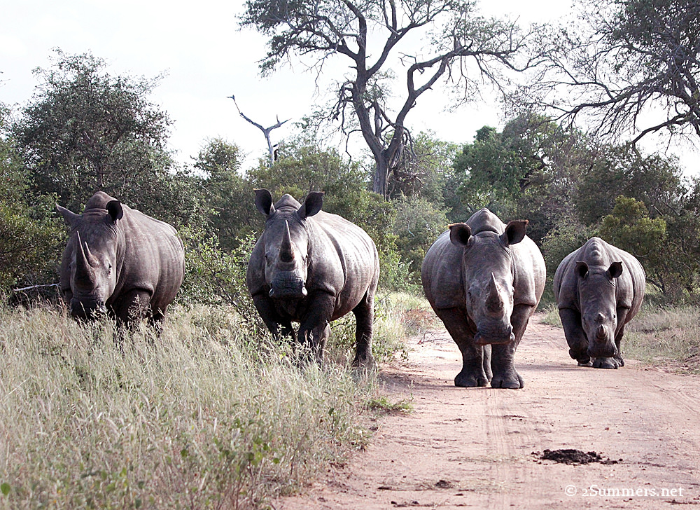 18Four rhinos