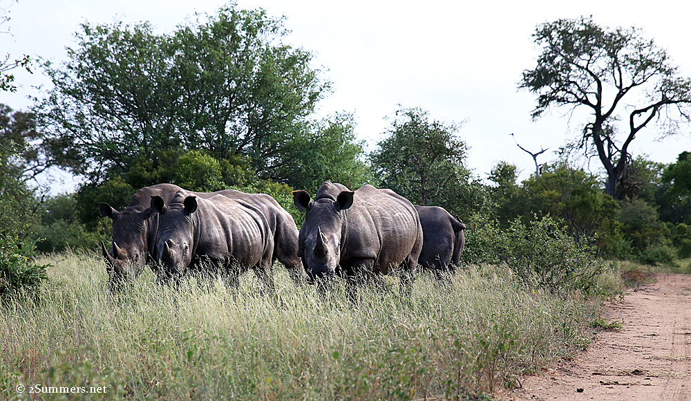 19Rhino group