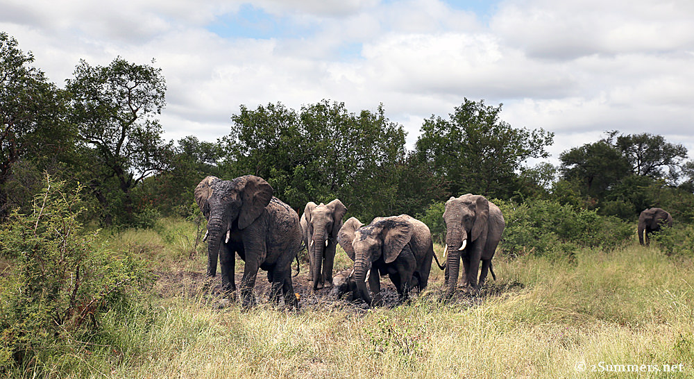 20Elephant wallow