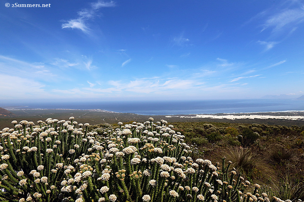 Grootbos fynbos small