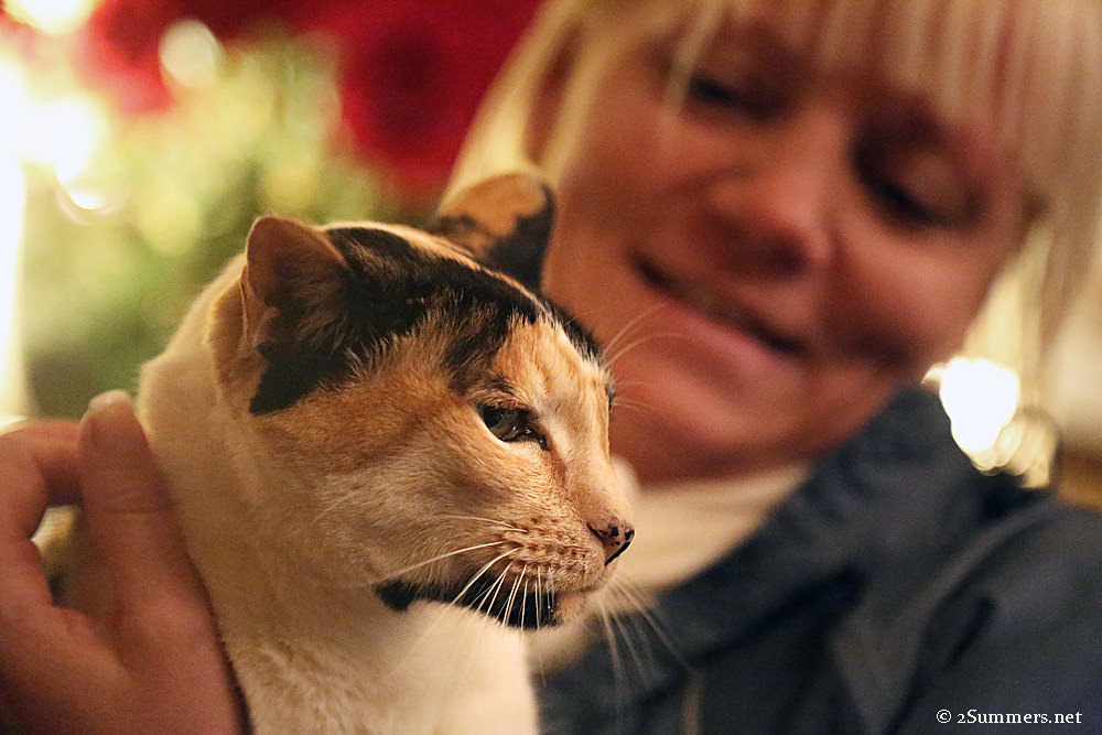 Clementine the cat