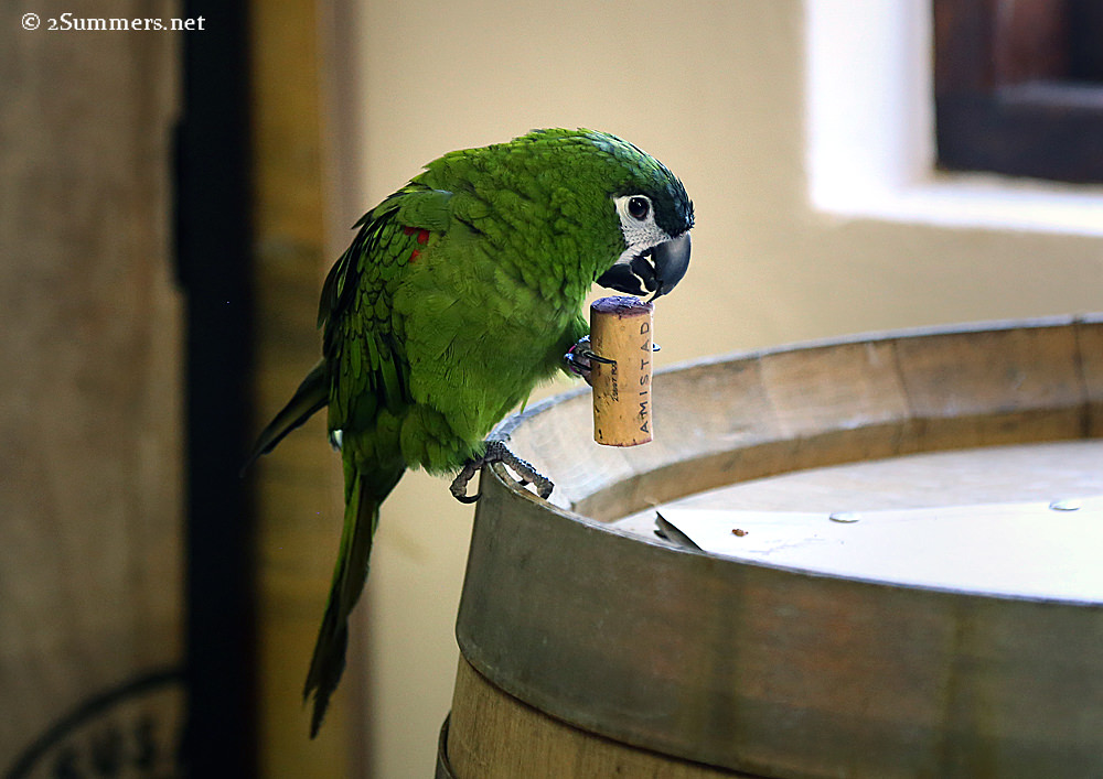 Kulula cork