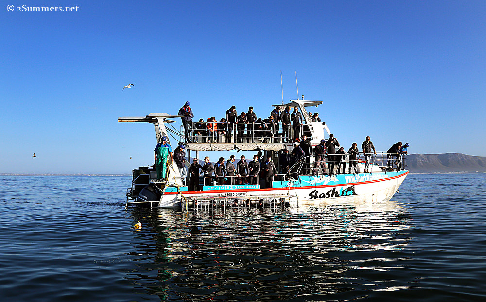 Shark-diving boat