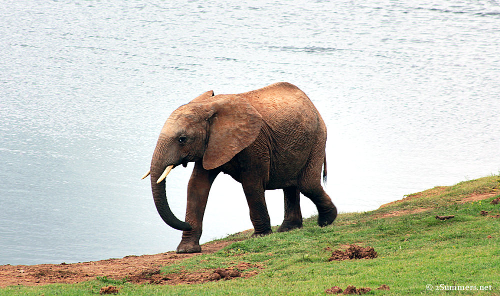 Small ellie1