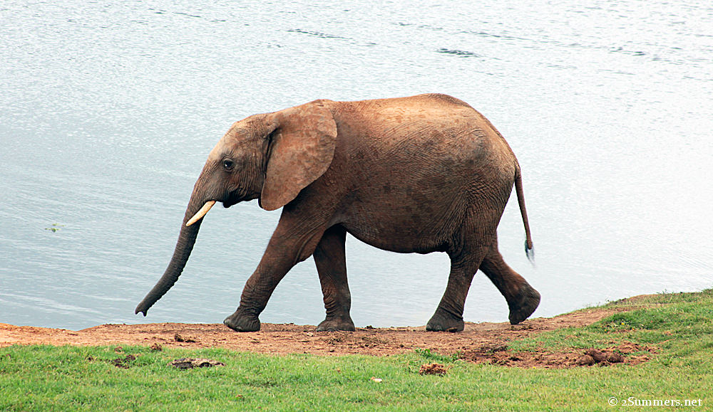 Small ellie2