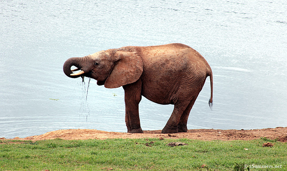 Small ellie3