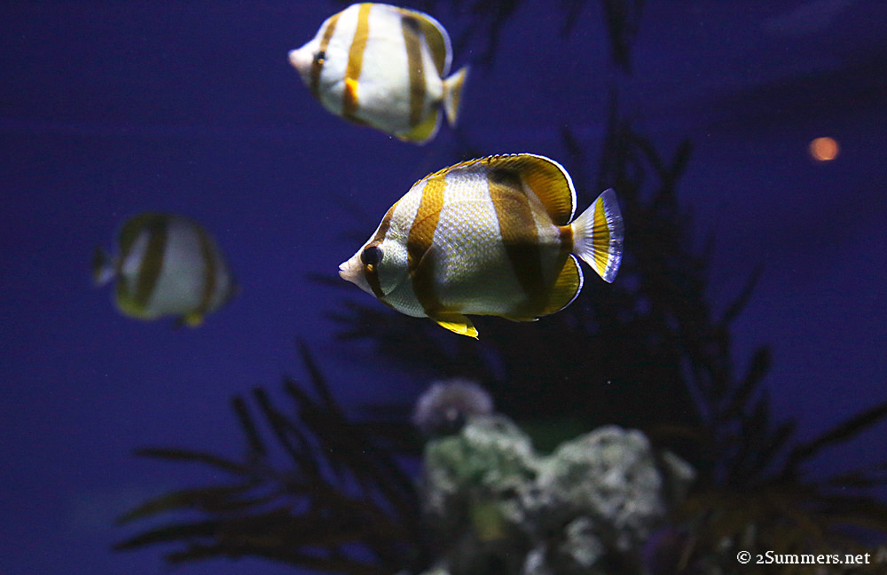 2Oceans fish